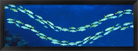 Framed School of fish Great Barrier Reef Australia Print