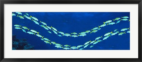 Framed School of fish Great Barrier Reef Australia Print