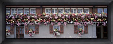 Framed Windows with Colorful Flower Boxes, Appenzell Switzerland Print
