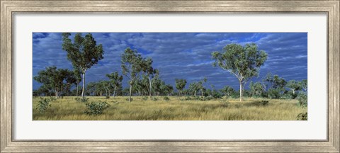 Framed Savannah Bungle Bungle Australia Print