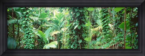 Framed Vegetation Seychelles Print