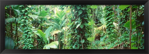 Framed Vegetation Seychelles Print