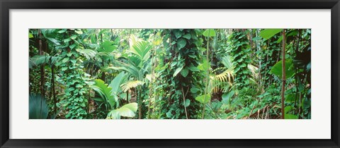 Framed Vegetation Seychelles Print