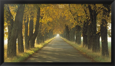 Framed Road w/Autumn Trees Sweden Print