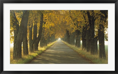 Framed Road w/Autumn Trees Sweden Print