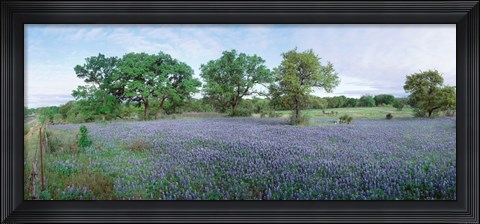 Framed Field of Bluebonnet flowers, Texas, USA Print