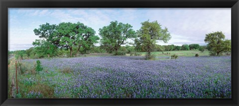 Framed Field of Bluebonnet flowers, Texas, USA Print