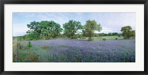 Framed Field of Bluebonnet flowers, Texas, USA Print