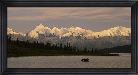 Framed Moose standing on a frozen lake, Wonder Lake, Denali National Park, Alaska, USA Print