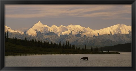 Framed Moose standing on a frozen lake, Wonder Lake, Denali National Park, Alaska, USA Print