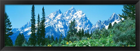 Framed Snow covered peaks, Grand Teton National Park WY Print