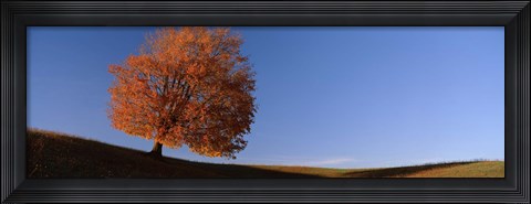 Framed View Of A Lone Tree On A Hill In Fall Print