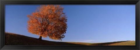 Framed View Of A Lone Tree On A Hill In Fall Print