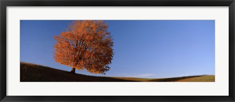 Framed View Of A Lone Tree On A Hill In Fall Print