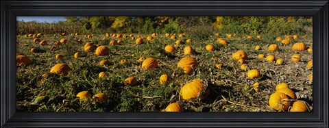 Framed Field of ripe pumpkins, Kent County, Michigan, USA Print
