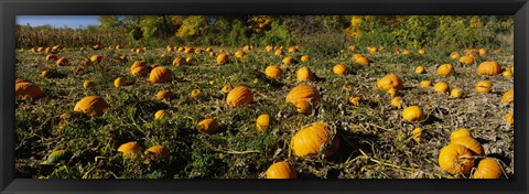 Framed Field of ripe pumpkins, Kent County, Michigan, USA Print