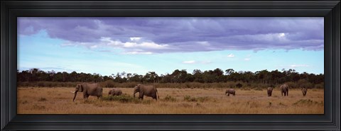 Framed Africa, Kenya, Masai Mara National Reserve, Elephants in national park Print