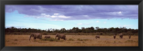 Framed Africa, Kenya, Masai Mara National Reserve, Elephants in national park Print