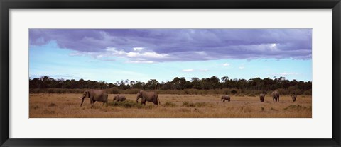 Framed Africa, Kenya, Masai Mara National Reserve, Elephants in national park Print