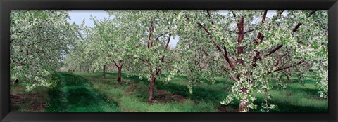 Framed View of spring blossoms on cherry trees Print