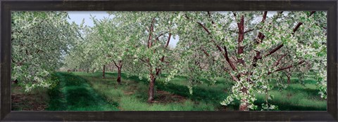 Framed View of spring blossoms on cherry trees Print