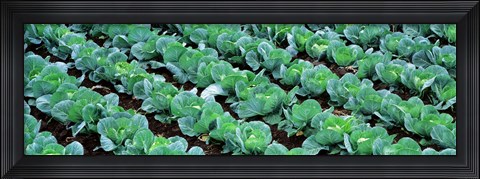 Framed Cabbage, Yamhill Co, Oregon, USA Print