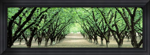 Framed Hazel Nut Orchard, Dayton, Oregon, USA Print