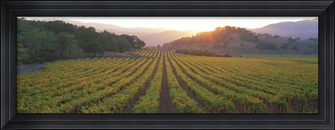 Framed Sunset, Vineyard, Napa Valley, California, USA Print