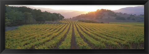 Framed Sunset, Vineyard, Napa Valley, California, USA Print