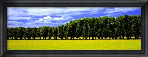 Framed Row Of Trees, Uppland, Sweden Print