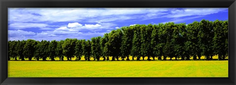 Framed Row Of Trees, Uppland, Sweden Print