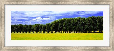 Framed Row Of Trees, Uppland, Sweden Print