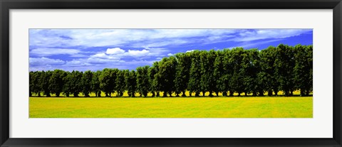 Framed Row Of Trees, Uppland, Sweden Print