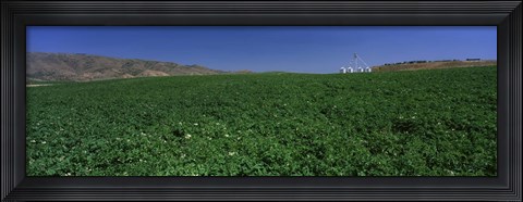 Framed USA, Idaho, Burley, Potato field surrounded by mountains Print