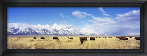 Framed Bison Herd, Grand Teton National Park, Wyoming, USA Print