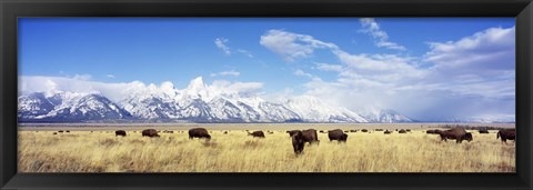 Framed Bison Herd, Grand Teton National Park, Wyoming, USA Print