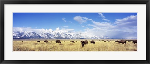 Framed Bison Herd, Grand Teton National Park, Wyoming, USA Print