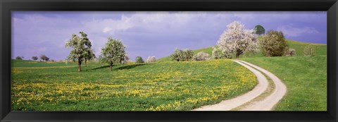 Framed Meadow Of Dandelions, Zug, Switzerland Print