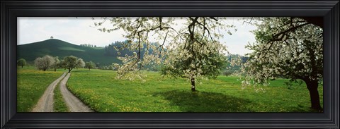 Framed Dirt Road Through Meadow Of Dandelions, Zug, Switzerland Print