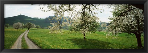 Framed Dirt Road Through Meadow Of Dandelions, Zug, Switzerland Print