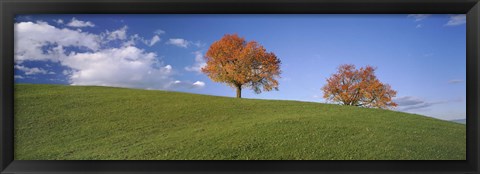 Framed Cherry Trees On A Hill, Cantone Zug, Switzerland Print