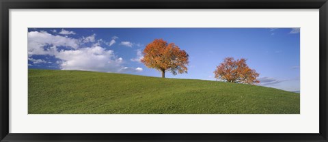 Framed Cherry Trees On A Hill, Cantone Zug, Switzerland Print