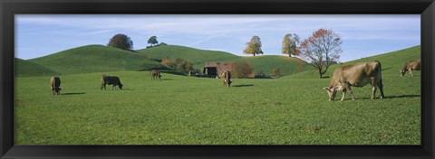 Framed Cows grazing on a field, Canton Of Zug, Switzerland Print
