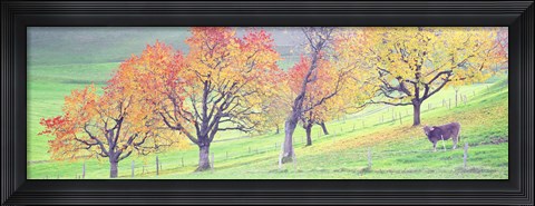 Framed Cow Cantone Zug Switzerland Print