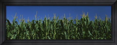 Framed Corn crop in a field, New York State, USA Print