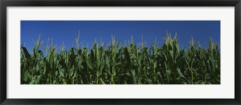 Framed Corn crop in a field, New York State, USA Print