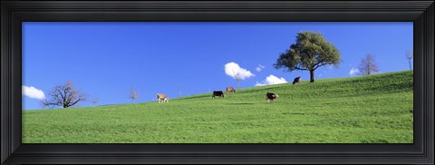 Framed Cows, Canton Zug, Switzerland Print