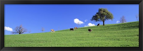 Framed Cows, Canton Zug, Switzerland Print