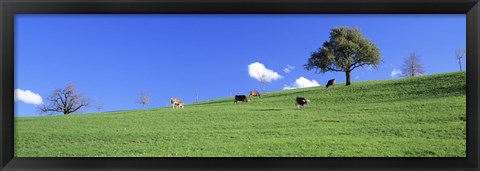 Framed Cows, Canton Zug, Switzerland Print