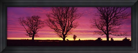 Framed Oak Trees, Sunset, Sweden Print